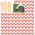 100 sheep noserings