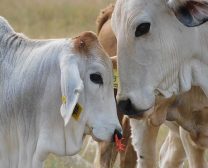 Cow-calf bond is not broken