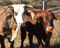 Well weaned calves attract a premium at sale time